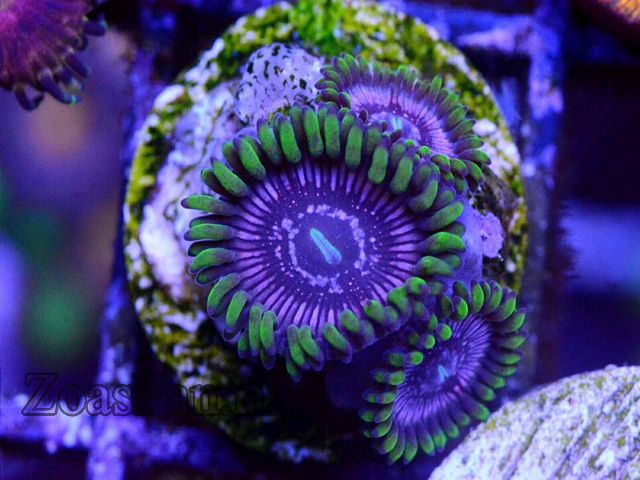 Purple Sticky Punch